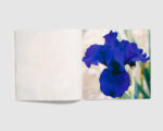 Stéphanie Lagarde — IRIS 2: Jolly Joey