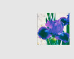 Stéphanie Lagarde — IRIS Number 3: Very violet