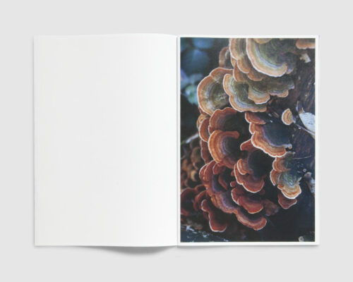 FUNGI — Dries Segers