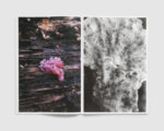 FUNGI —  Dries Segers