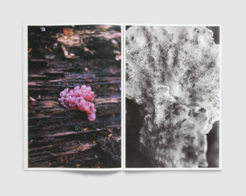 FUNGI — Dries Segers