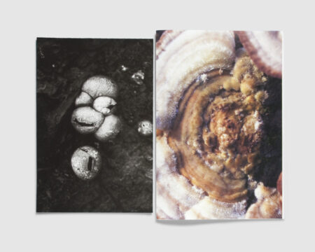 FUNGI — Collectors Edition — Dries Segers